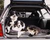 Australian Shepherd Foto: Ein verliebtes Paar (ID 2785) Australian Shepherd Hund