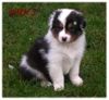 Australian Shepherd Foto: Nayeli Baby 5 Wochen (ID 35762) Australian Shepherd Hund