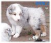 Australian Shepherd Foto: Nayeli Baby 5 Wochen (ID 35761) Australian Shepherd Hund