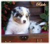 Australian Shepherd Foto (ID 39156) Australian Shepherd Hund