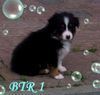 Australian Shepherd Foto: Nayeli Baby 5 Wochen (ID 35763) Australian Shepherd Hund