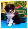 Australian Shepherd Foto (ID 39157) Australian Shepherd Hund