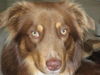 Australian Shepherd Foto: Wann gehts los (ID 42348) Australian Shepherd Hund