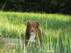 Australian Shepherd Foto: Baily 15 Monate :-) (ID 42350) Australian Shepherd Hund