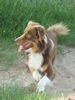 Australian Shepherd Foto: Wer kommt denn da ? (ID 42349) Australian Shepherd Hund
