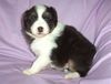 Australian Shepherd Foto: Balu, geb. 25.10.08 mit 4 Wochen (ID 43279) Australian Shepherd Hund