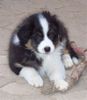 Australian Shepherd Foto: Balu, geb. 25.10.08 mit 9 Wochen (ID 43497) Australian Shepherd Hund