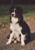 Australian Shepherd Foto: Guardian Angels Bandit (ID 7035) Australian Shepherd Hund