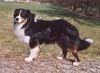 Australian Shepherd Foto: Guardian Angel's Bandit (ID 10698) Australian Shepherd Hund