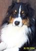 Australian Shepherd Foto: Guardian Angel's Bandit (ID 15562) Australian Shepherd Hund