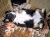 Australian Shepherd Foto: Bandu from Black Boy Country (ID 15258) Australian Shepherd Hund