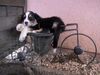Australian Shepherd Foto: Barky from Black Boy Country (ID 15164) Australian Shepherd Hund