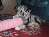Australian Shepherd Foto: Unser Ben mit 3 Monaten (ID 18144) Australian Shepherd Hund
