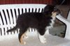 Australian Shepherd Foto: Darling's Benji (ID 15561) Australian Shepherd Hund
