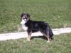 Australian Shepherd Foto: Bandu from Black Boy Country (ID 20031) Australian Shepherd Hund