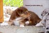 Australian Shepherd Foto: Biene, die wilde Hummel! (ID 23916) Australian Shepherd Hund