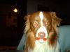 Australian Shepherd Foto: muss das sein??? (ID 37296) Australian Shepherd Hund