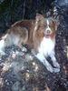 Australian Shepherd Foto: Sunni (ID 42777) Australian Shepherd Hund