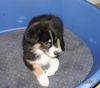 Australian Shepherd Foto: Unsere Welpen (ID 40782) Australian Shepherd Hund