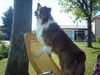 Australian Shepherd Foto: Sunni hält Ausschau (ID 38091) Australian Shepherd Hund