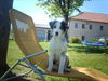 Australian Shepherd Foto: Balou am Liegestuhl (ID 38090) Australian Shepherd Hund