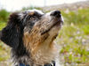 Australian Shepherd Foto: Dulco from Blackboycountry (ID 34223) Australian Shepherd Hund
