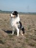 Australian Shepherd Foto: Dusty (ID 24961) Australian Shepherd Hund