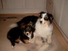 Australian Shepherd Foto: Dusty und Sydney (ID 24960) Australian Shepherd Hund