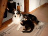 Australian Shepherd Foto: Dusty und Sydney (ID 24959) Australian Shepherd Hund