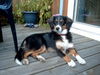Australian Shepherd Foto: Darling`s Deja Vu Sydney (ID 26235) Australian Shepherd Hund