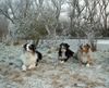 Australian Shepherd Foto: fest gefroren (ID 41131) Australian Shepherd Hund