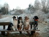 Australian Shepherd Foto: Was wollen die auf meiner Bank? (ID 28417) Australian Shepherd Hund