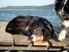 Australian Shepherd Foto: Ich will nicht spielen! (ID 38481) Australian Shepherd Hund