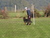 Australian Shepherd Foto: Mirjam und Aischa bei der Begleithundeprüfung (ID 26545) Australian Shepherd Hund