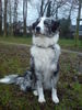 Australian Shepherd Foto: Sally 1 Jahr jung ;-)) (ID 43503) Australian Shepherd Hund
