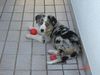 Australian Shepherd Foto: Wer die Wahl hat.............................. (ID 34290) Australian Shepherd Hund