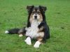 Australian Shepherd Foto: Bohemian Rhapsody from Black Boy Country (ID 20032) Australian Shepherd Hund