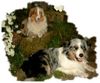 Australian Shepherd Foto: Bonnie + Faye (ID 14156) Australian Shepherd Hund