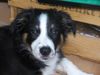 Australian Shepherd Foto: Buffy 16 Wochen (ID 16180) Australian Shepherd Hund