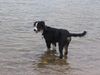 Australian Shepherd Foto: Buffy 19 Wochen (ID 16182) Australian Shepherd Hund