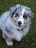 Australian Shepherd Foto: Ich bin Campino (ID 18745) Australian Shepherd Hund