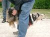 Australian Shepherd Foto: Da freut sich aber jemand (ID 24545) Australian Shepherd Hund