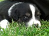 Australian Shepherd Foto: Black Pearl (ID 39018) Australian Shepherd Hund