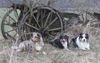 Australian Shepherd Foto: damals....im wilden westen (ID 43405) Australian Shepherd Hund