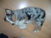 Australian Shepherd Foto: Die kleine Polly nochmals (ID 14374) Australian Shepherd Hund