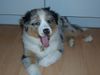 Australian Shepherd Foto: Polly (ID 14375) Australian Shepherd Hund