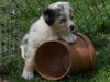 Australian Shepherd Foto: ....meins !.... (ID 41814) Australian Shepherd Hund
