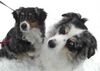 Australian Shepherd Foto: kalt!! (ID 43796) Australian Shepherd Hund