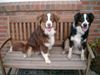 Australian Shepherd Foto: Shadow und Amy (ID 39216) Australian Shepherd Hund