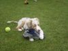 Australian Shepherd Foto: Caja from Black Boy Country (ID 23976) Australian Shepherd Hund